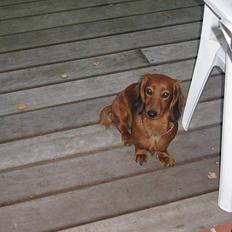 Gravhund Anna - r.i.p :'(