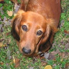 Gravhund Anna - r.i.p :'(