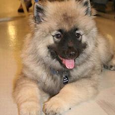 Keeshond Charlie