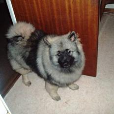 Keeshond Charlie