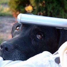 Labrador retriever Molly (død 2005)