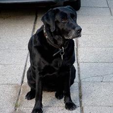 Labrador retriever Molly (død 2005)