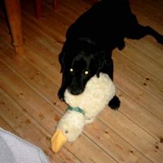 Labrador retriever Molly (død 2005)