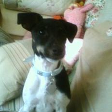 Dansk svensk gaardhund Agnes