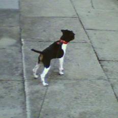 Dansk svensk gaardhund Agnes