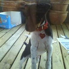 Dansk svensk gaardhund Agnes