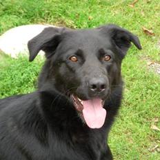 Blanding af racer Rohan