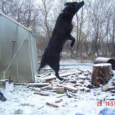 Blanding af racer Rohan