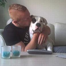 Amerikansk bulldog Basil 