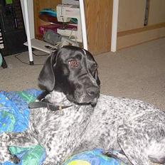 Blanding af racer Sifus