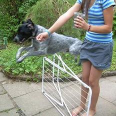 Blanding af racer Sifus