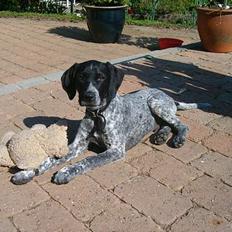 Blanding af racer Sifus