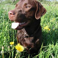 Labrador retriever Noah