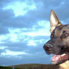 Schæferhund Cassius