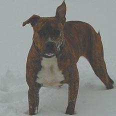 Blanding af racer Ronja