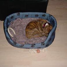 Blanding af racer Ronja