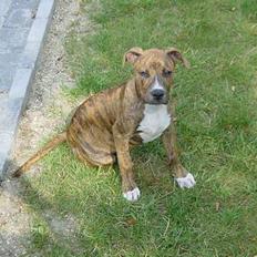 Blanding af racer Ronja