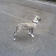 Amerikansk staffordshire terrier Maxi