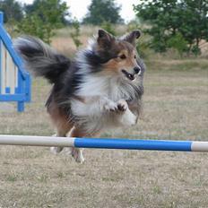 Shetland sheepdog Diva