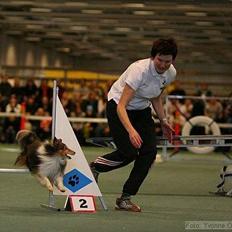 Shetland sheepdog Diva