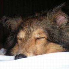 Shetland sheepdog Diva