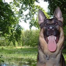 Schæferhund Cassius