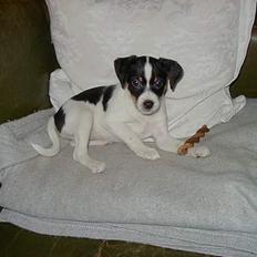 Dansk svensk gaardhund Ønskehunden Hexen