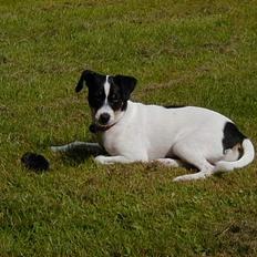 Dansk svensk gaardhund Ønskehunden Hexen