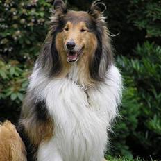 Collie langhåret Cæsar