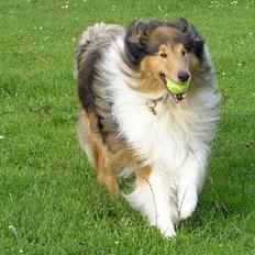 Collie langhåret Cæsar