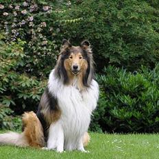 Collie langhåret Cæsar