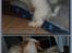 Coton de tulear Valde