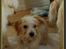 Coton de tulear Valde