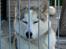 Siberian husky A'tebs Rob roy