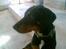 Blanding af racer Oskar (Dobbermann/Rotw... - Oskar snart 6 mdr ;)