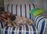 Mops Viggo - zzzzzzzzzzzzzzzzzzz