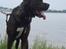 Dogo canario Samson - R.I.P