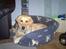 Golden retriever Bella også kaldet bellsen - dejligt at slappe lidt af