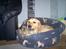 Golden retriever Bella også kaldet bellsen - lækkert ben