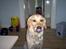 Golden retriever Bella også kaldet bellsen - nam nam