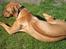 Rhodesian ridgeback Enya