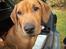 Rhodesian ridgeback Enya - næsten 4 mdr og allerede på bilferie
