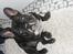 Fransk bulldog Bufas:)