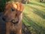 Rhodesian ridgeback Enya