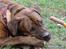 Blanding af racer Gimli  R.I.P 10/7-09 - Taget idag D.10. juli -09