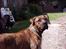 Blanding af racer Gimli  R.I.P 10/7-09 - Gimli 11 mdr *nyt*