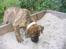 Blanding af racer Gimli  R.I.P 10/7-09 - GISP.....Hvad er det? 