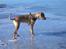 Rhodesian ridgeback Enya