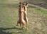 Rhodesian ridgeback Enya - Voldsom leg med ridgeback veninden