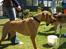 Rhodesian ridgeback Enya - En lækker kanin i bur